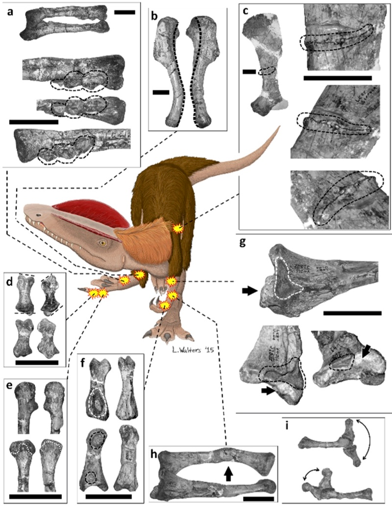 Illustration for article titled Este pobre dinosaurio recibió la paliza más brutal registrada en un fósil —y sobrevivió